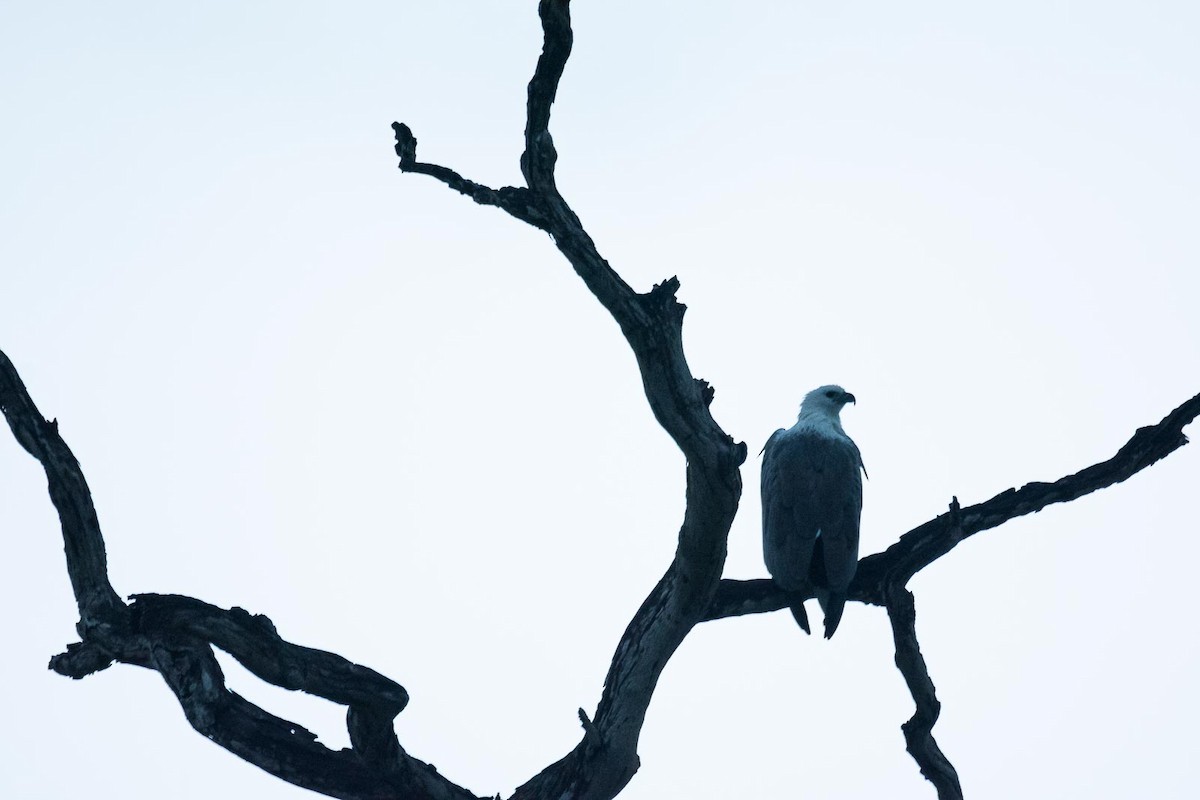 White-bellied Sea-Eagle - ML205022411