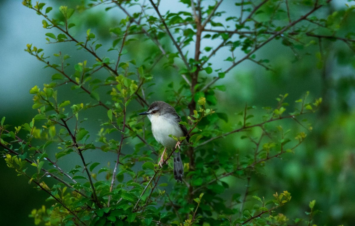 Jungle Prinia - ML205022431