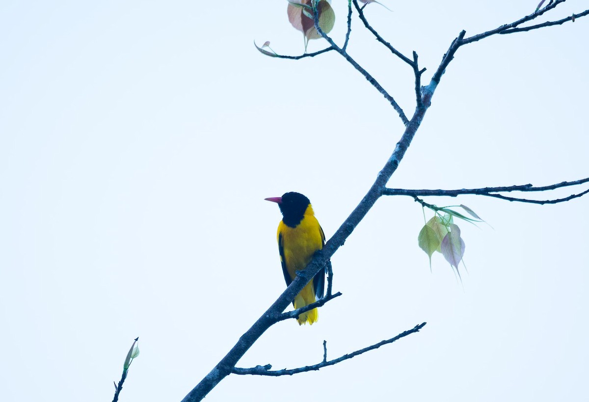 Black-hooded Oriole - ML205022481