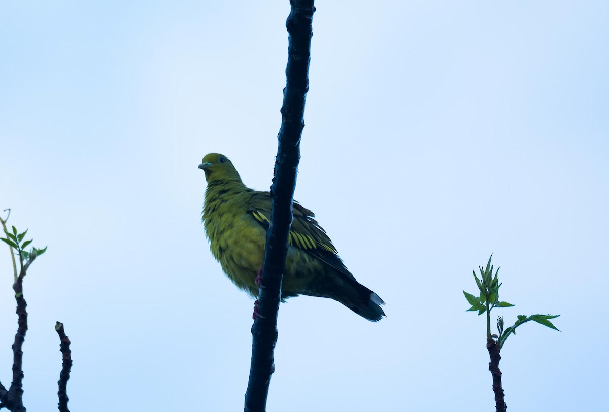Orange-breasted Green-Pigeon - Eric Francois Roualet