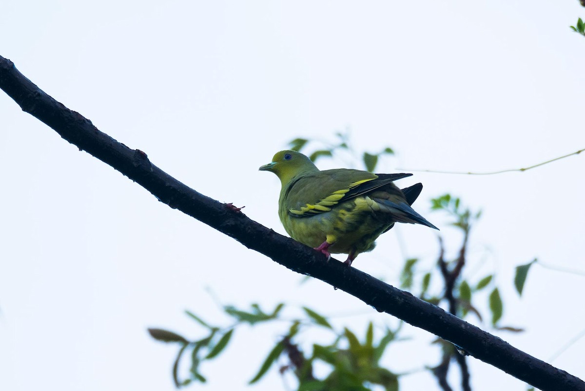 Orange-breasted Green-Pigeon - Eric Francois Roualet