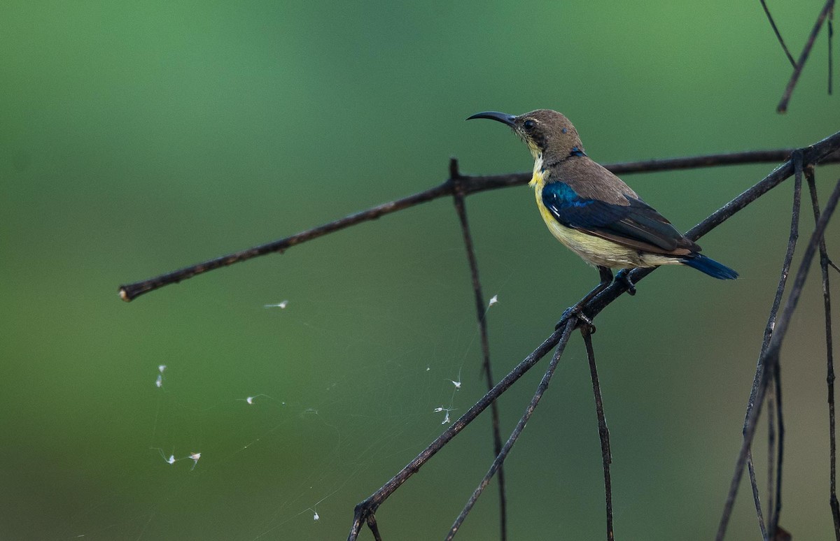 Purple Sunbird - Eric Francois Roualet