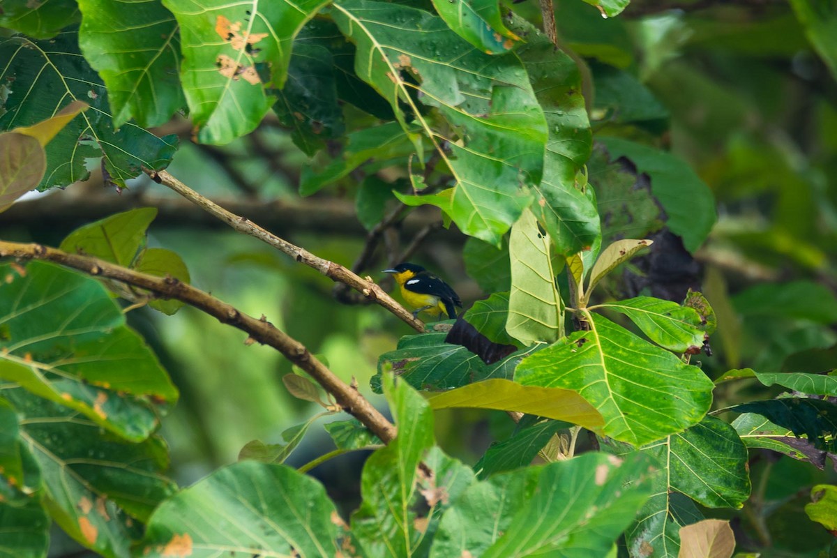 Common Iora - Eric Francois Roualet