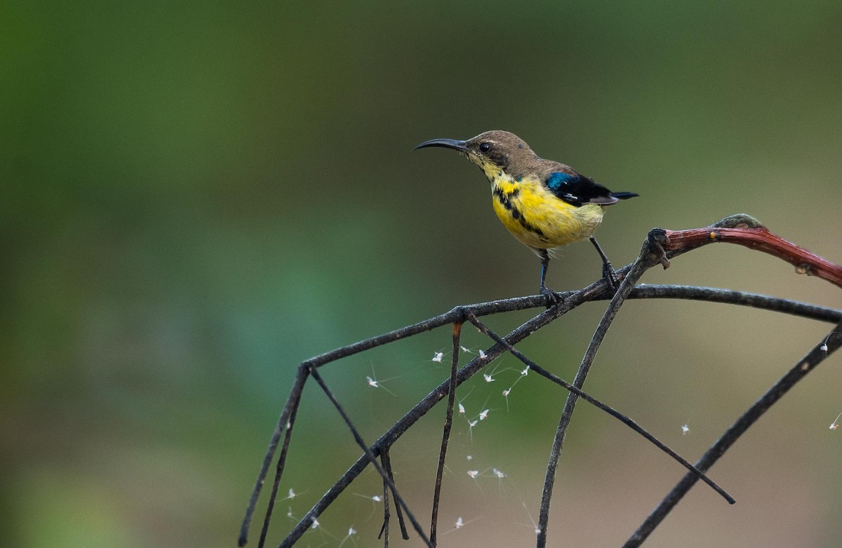 Purple Sunbird - Eric Francois Roualet