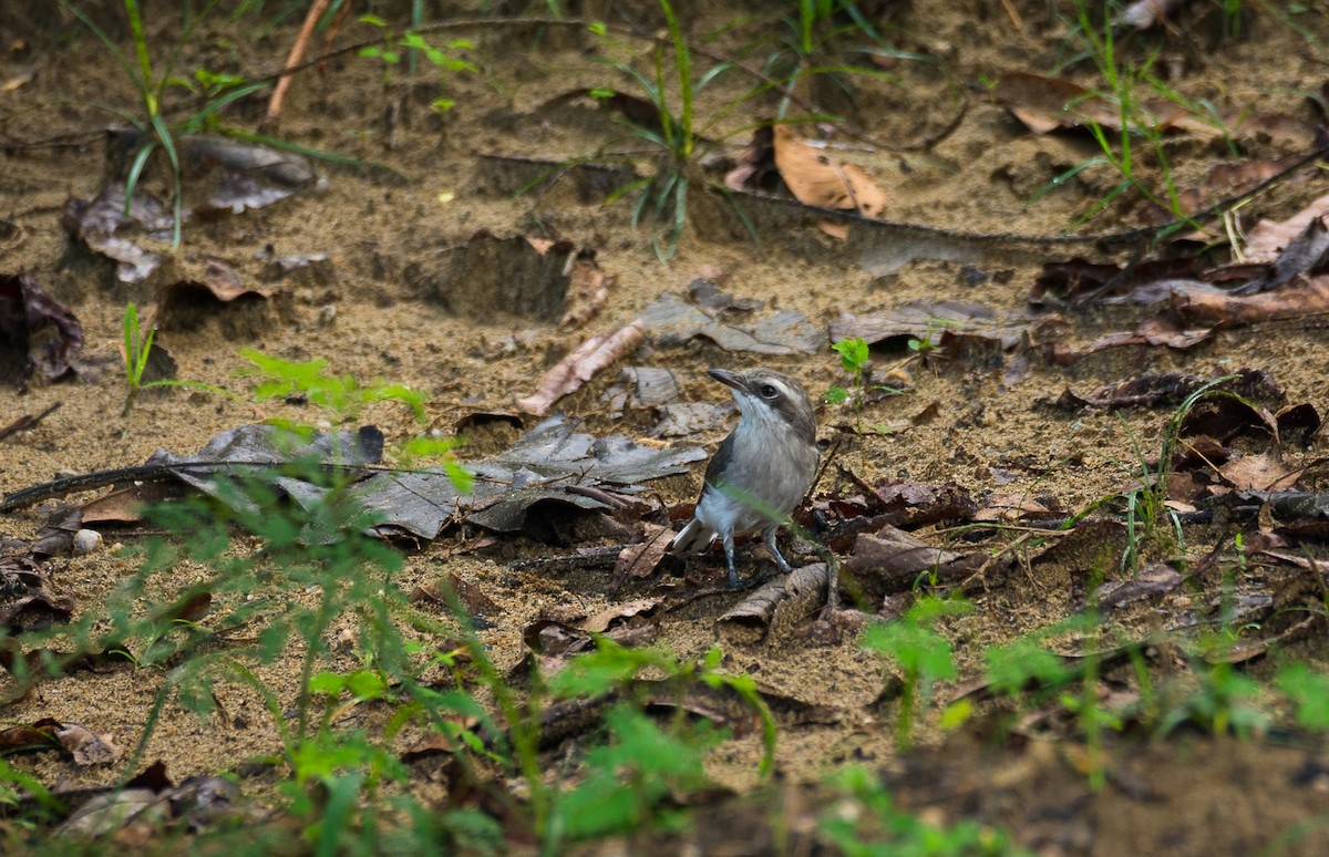 Sri Lanka Woodshrike - ML205022581