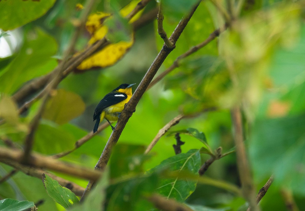 Common Iora - ML205022591