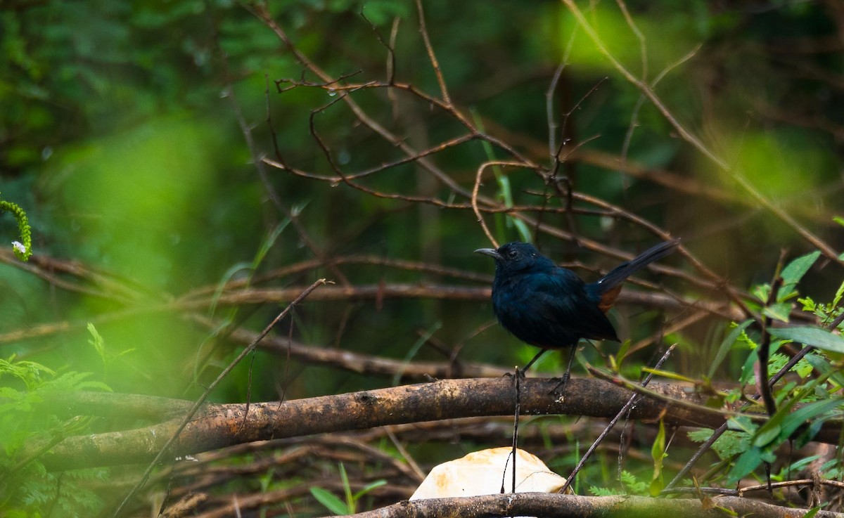 Indian Robin - ML205022621