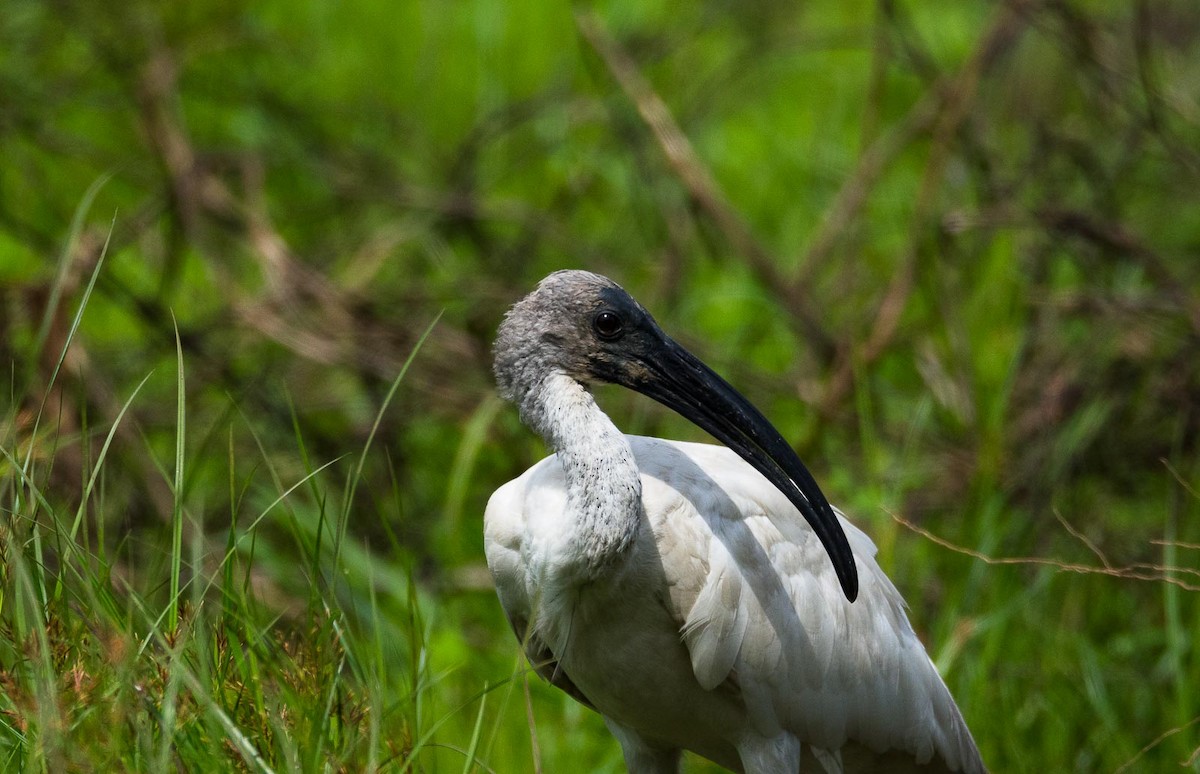 Ibis à tête noire - ML205022661