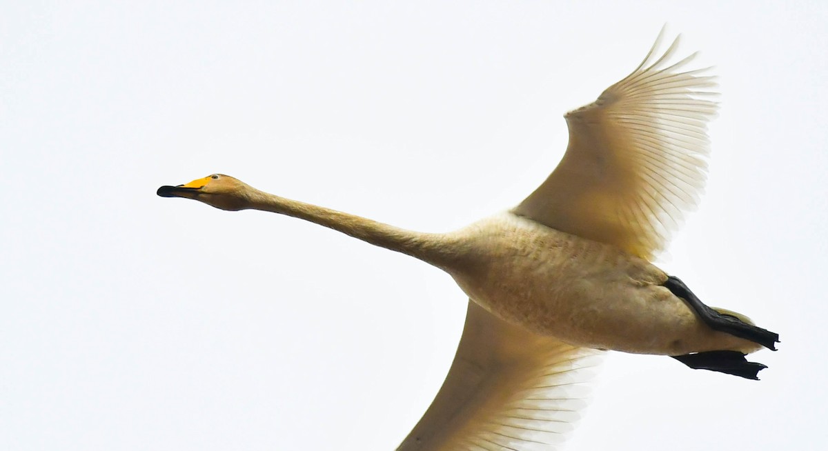 Whooper Swan - ML205023571