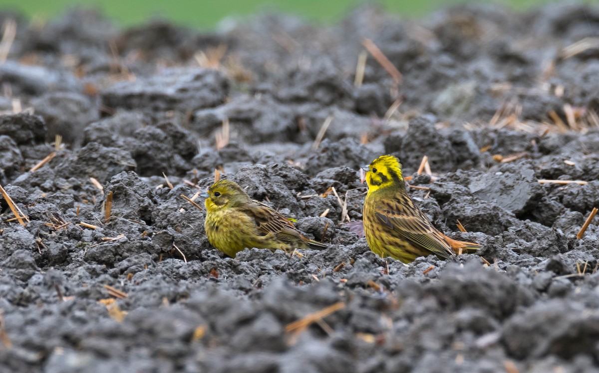 Yellowhammer - Eric Francois Roualet