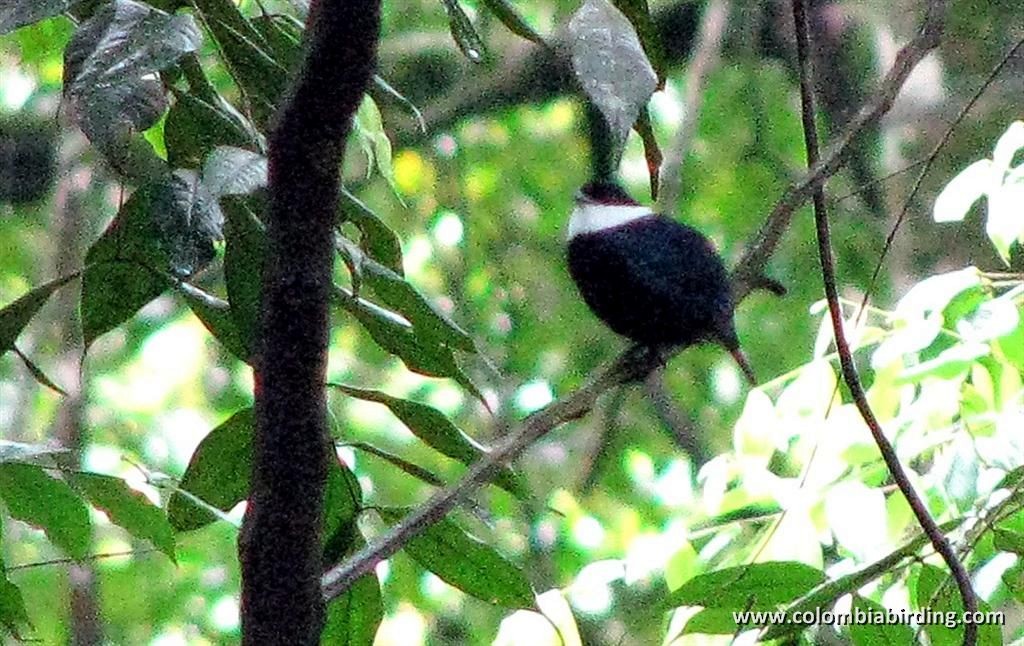 White-bibbed Manakin - ML205023831