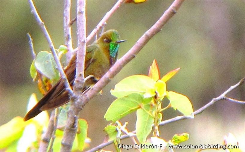 Bronze-tailed Thornbill - ML205023851