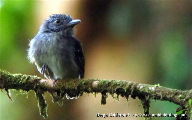 Spot-crowned Antvireo - ML205023891