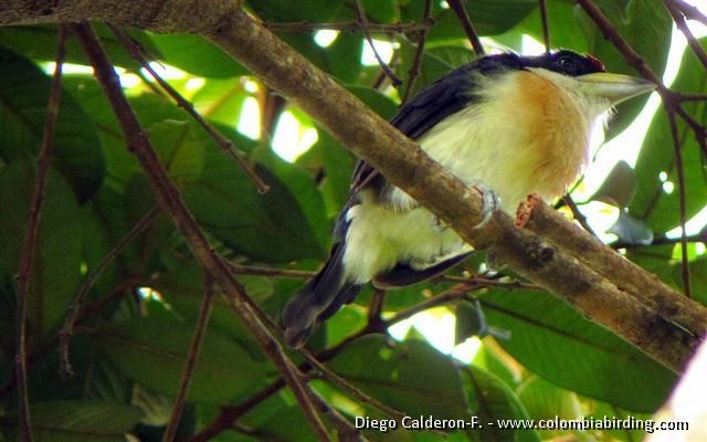 White-mantled Barbet - ML205023941