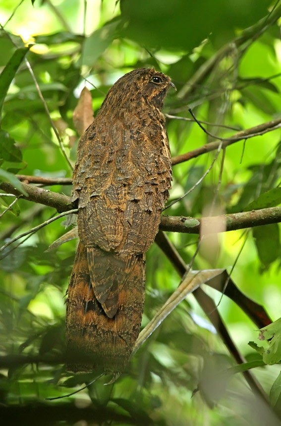 Long-tailed Potoo - Roger Ahlman
