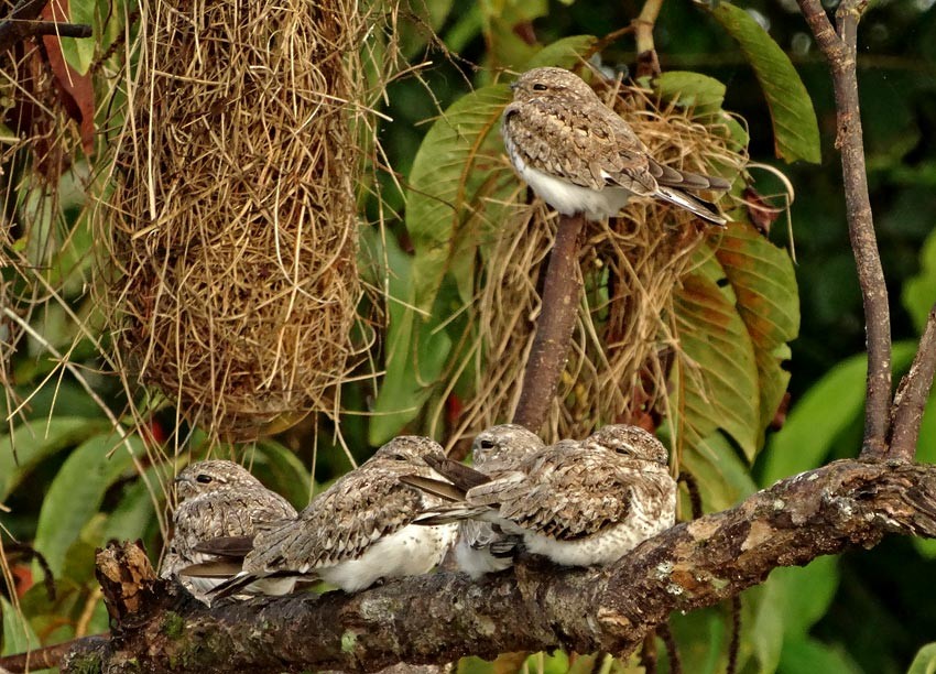 Sand-colored Nighthawk - ML205024201