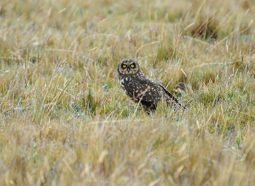 Short-eared Owl (South American) - Roger Ahlman