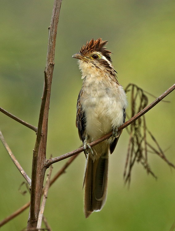 Striped Cuckoo - ML205024261