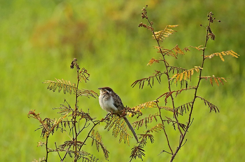 Striped Cuckoo - ML205024271