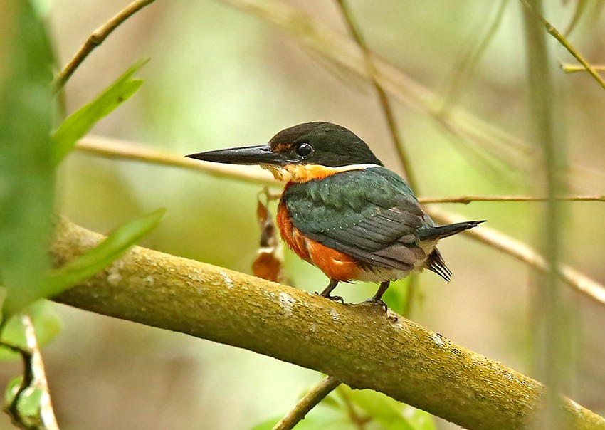 American Pygmy Kingfisher - ML205024411