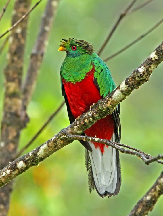 Crested Quetzal - Roger Ahlman