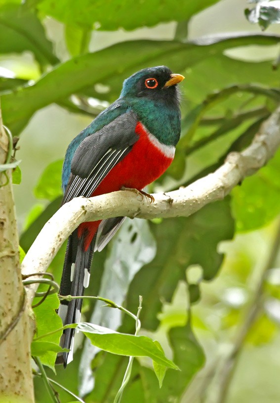 Masked Trogon - ML205024631