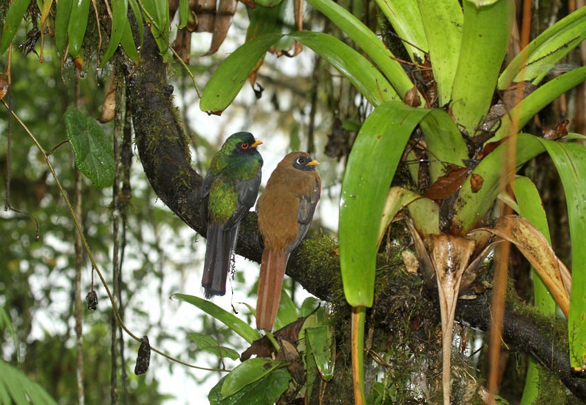 Trogon masqué - ML205024641