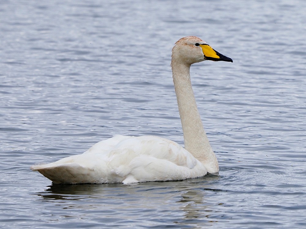 Whooper Swan - ML205024751