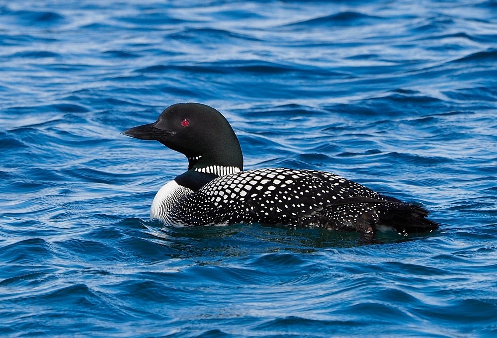 Common Loon - ML205024861