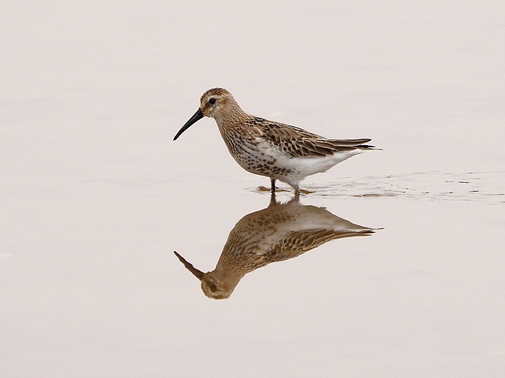 Dunlin - ML205024931