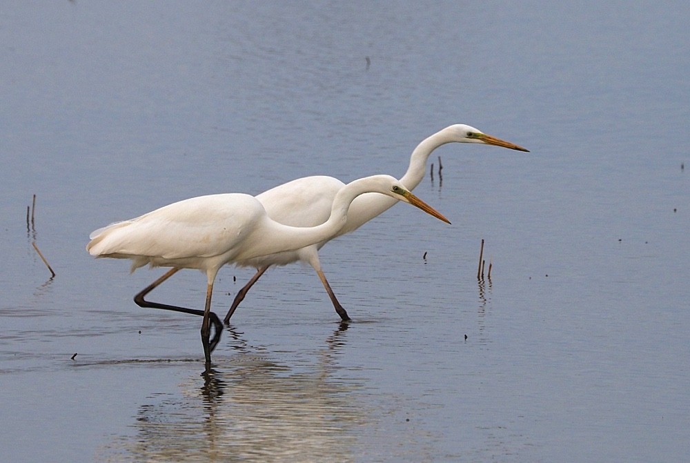Great Egret (alba) - ML205025151