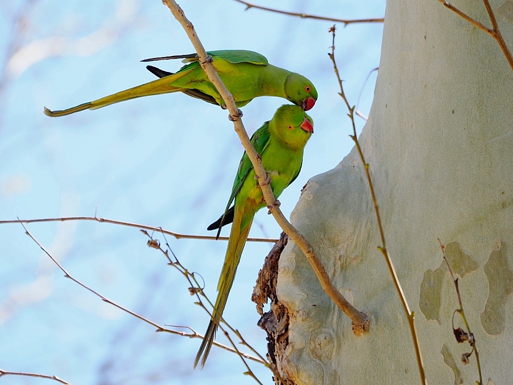 Rose-ringed Parakeet - ML205025391