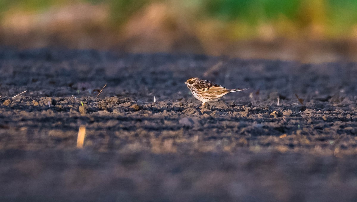 Reed Bunting - ML205025431