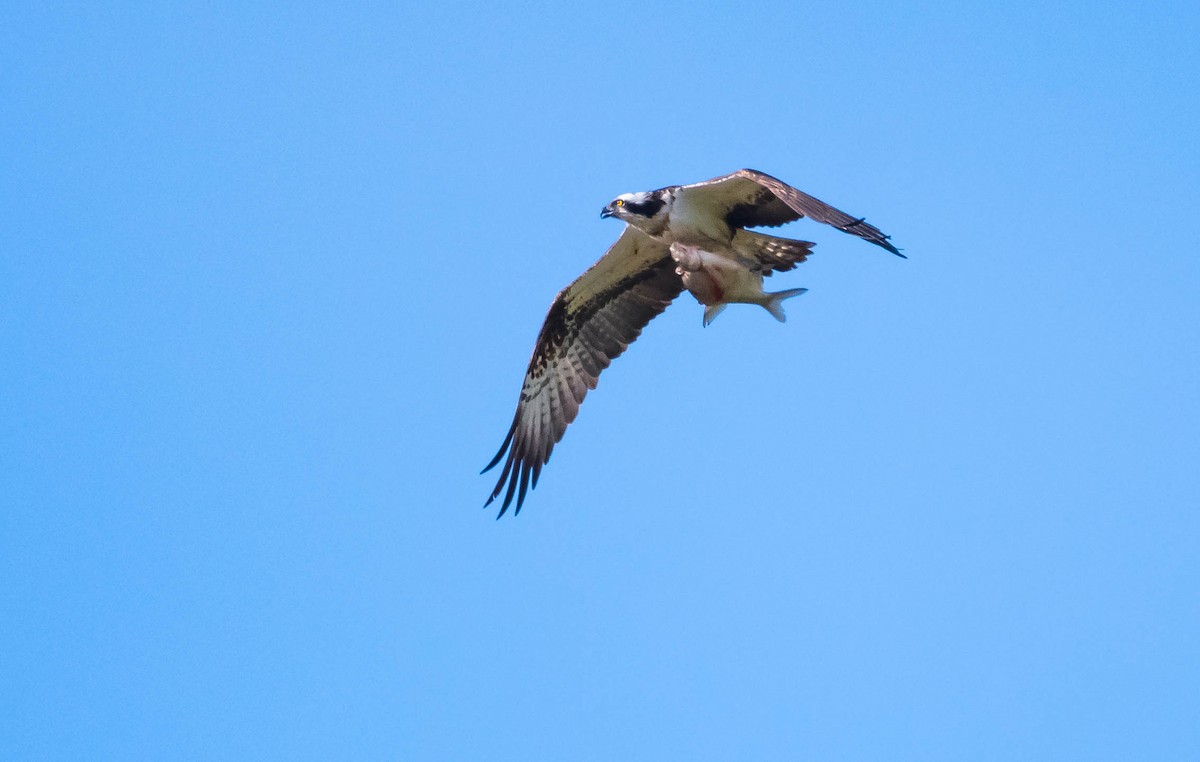 Águila Pescadora (haliaetus) - ML205025451