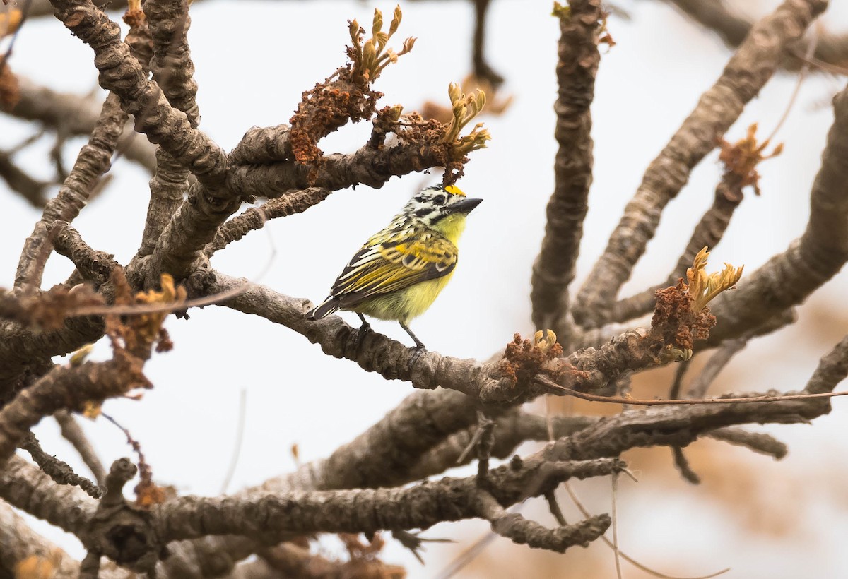 Yellow-fronted Tinkerbird - Eric Francois Roualet
