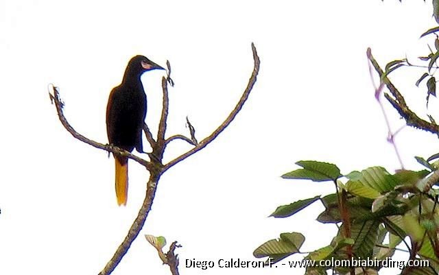 Baudo Oropendola - Diego Calderón-Franco @diegoCOLbirding