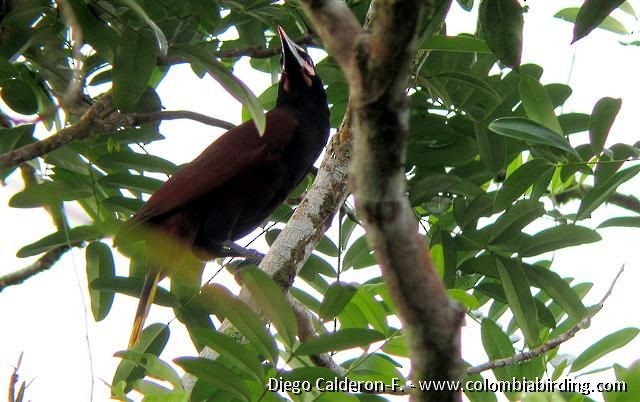 Baudo Oropendola - Diego Calderón-Franco @diegoCOLbirding