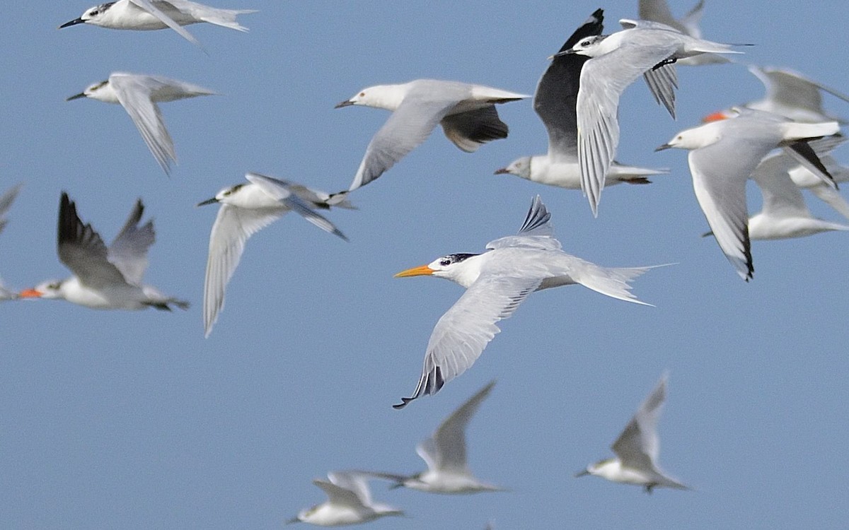 West African Crested Tern - Eric Francois Roualet