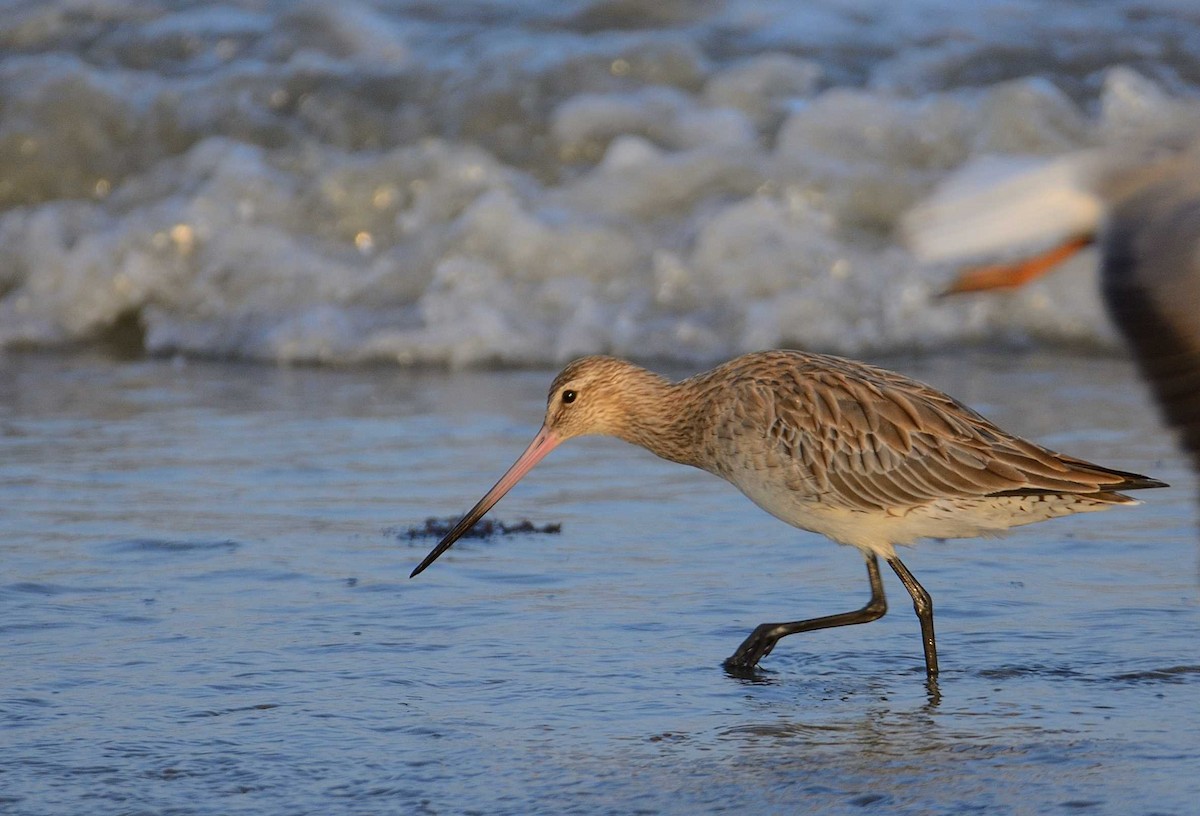 Bar-tailed Godwit (European) - ML205026771