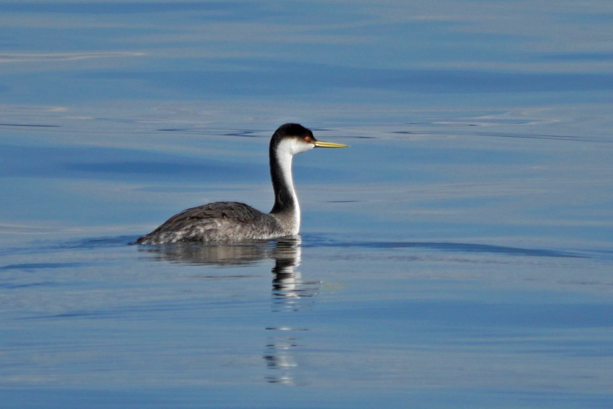 Western Grebe - Grace Oliver