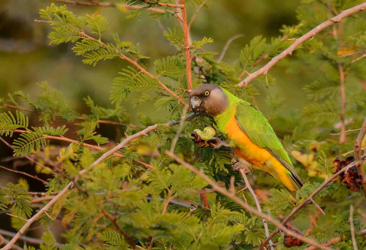 Senegal Parrot - Eric Francois Roualet