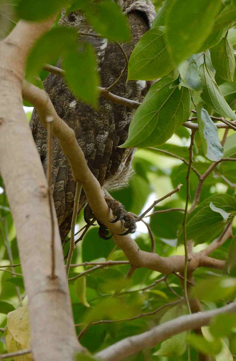 Grayish Eagle-Owl - ML205027161