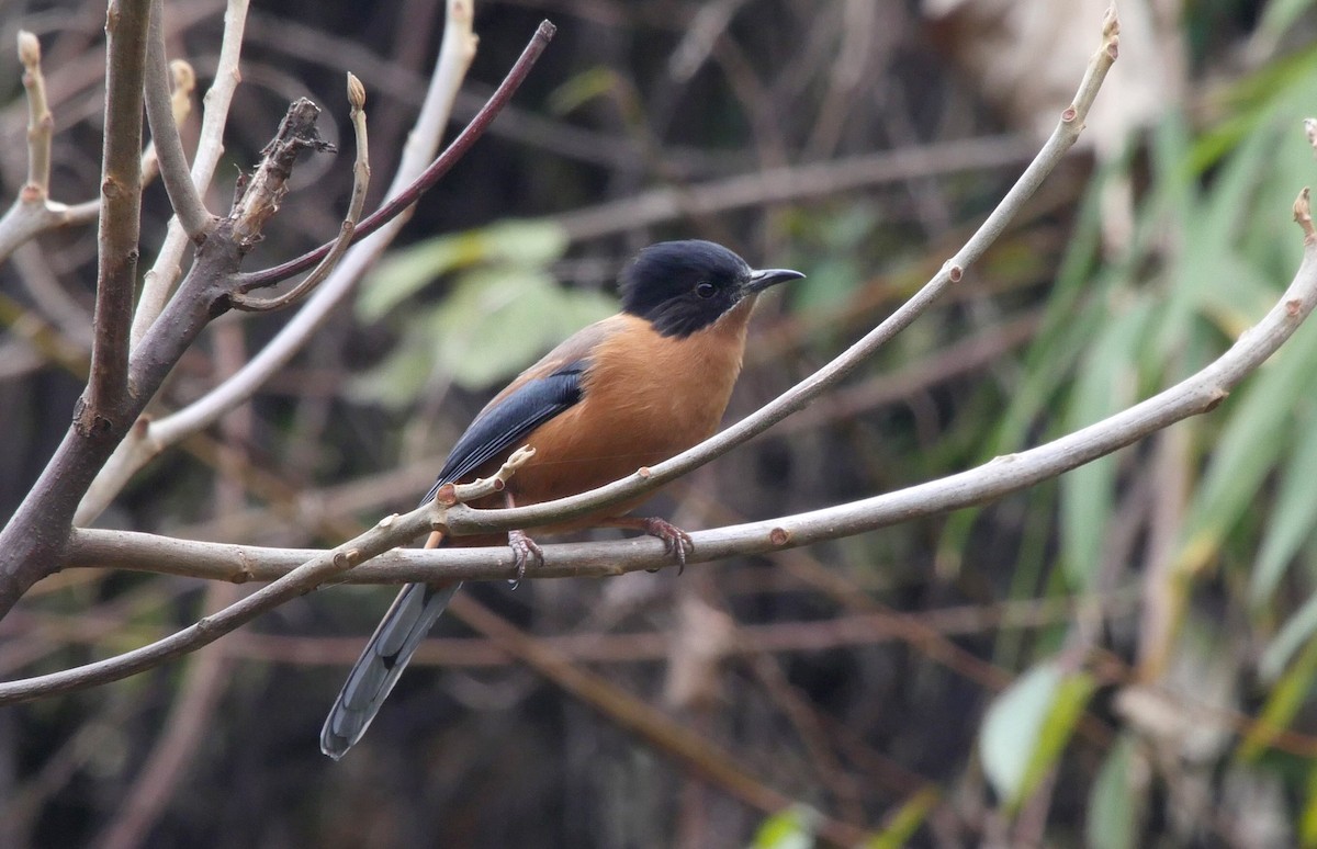 Rufous Sibia - ML205028151