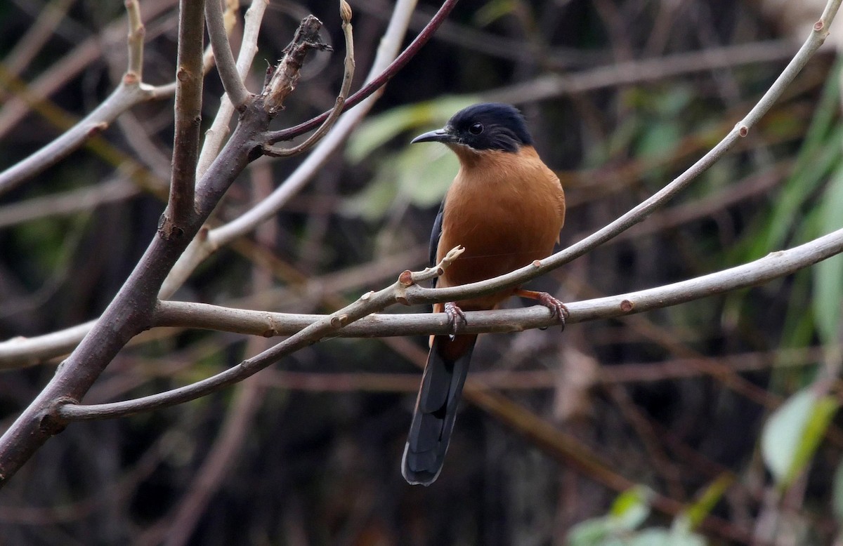 Rufous Sibia - ML205028161
