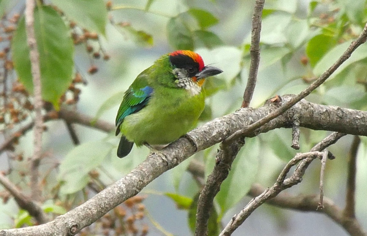 barbet žlutohrdlý (ssp. franklinii) - ML205028181