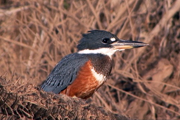 Ringed Kingfisher (Northern) - ML205028371