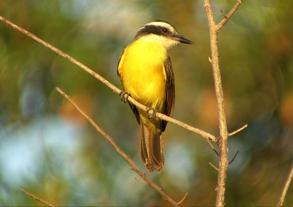 Lesser Kiskadee - ML205028461