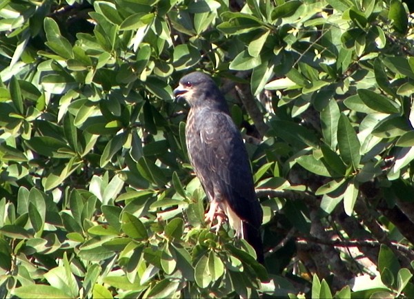 Snail Kite - Josep del Hoyo