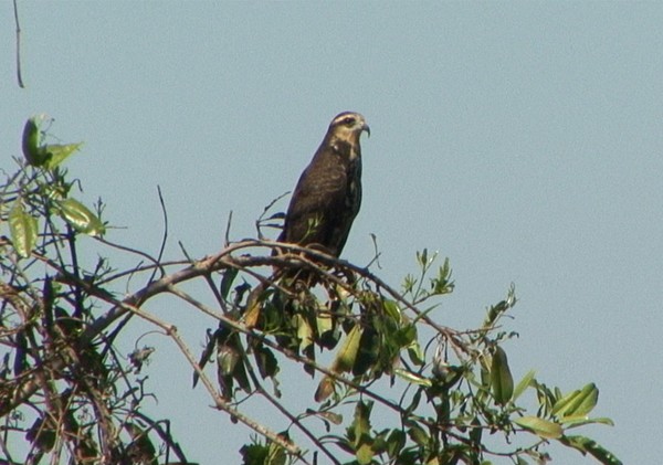 Snail Kite - Josep del Hoyo