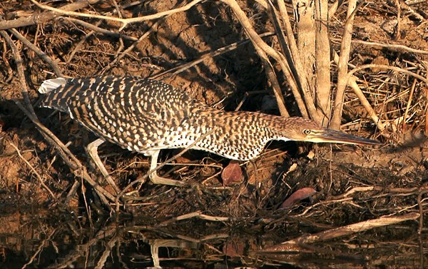 Rufescent Tiger-Heron - ML205028681